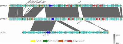 Co-conjugation of Virulence Plasmid and KPC Plasmid in a Clinical Klebsiella pneumoniae Strain